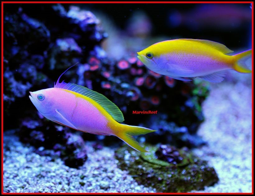 Anthias c.jpg