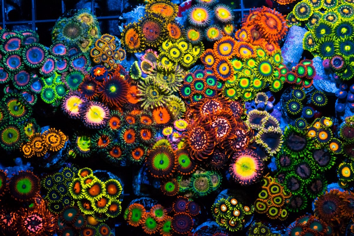 zoas E.jpg