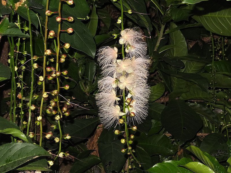 穗花棋盤腳_Barringtonia_racemosa_-_panoramio_(1).jpg