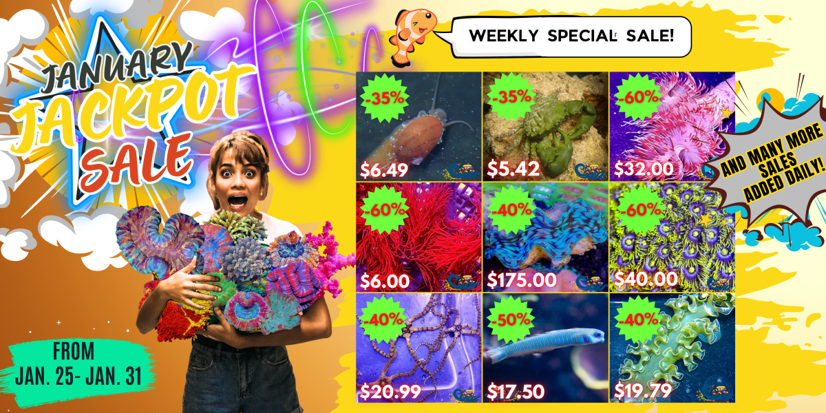 01.24.2024 January Jackpot Sale Website Banner.png