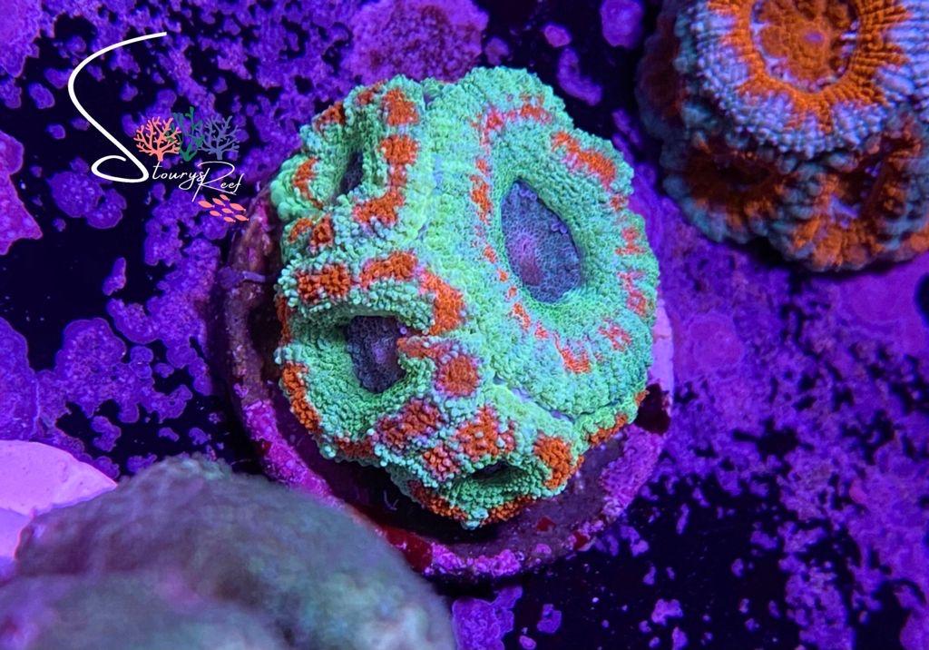 01 - Acan.jpg