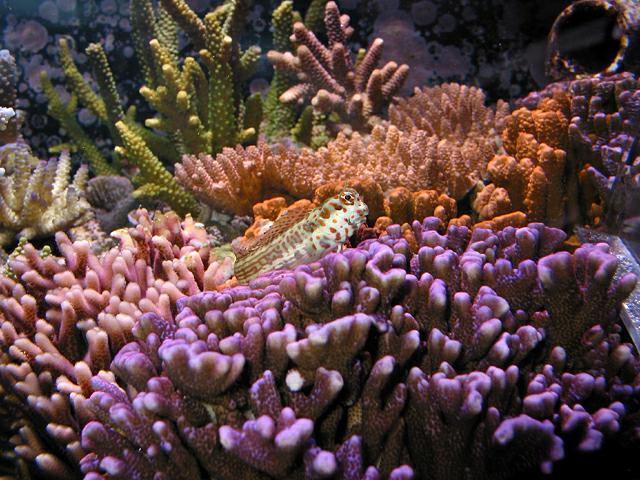02-04-03_red_spotted_blenny_atop_coral_colonies.jpg