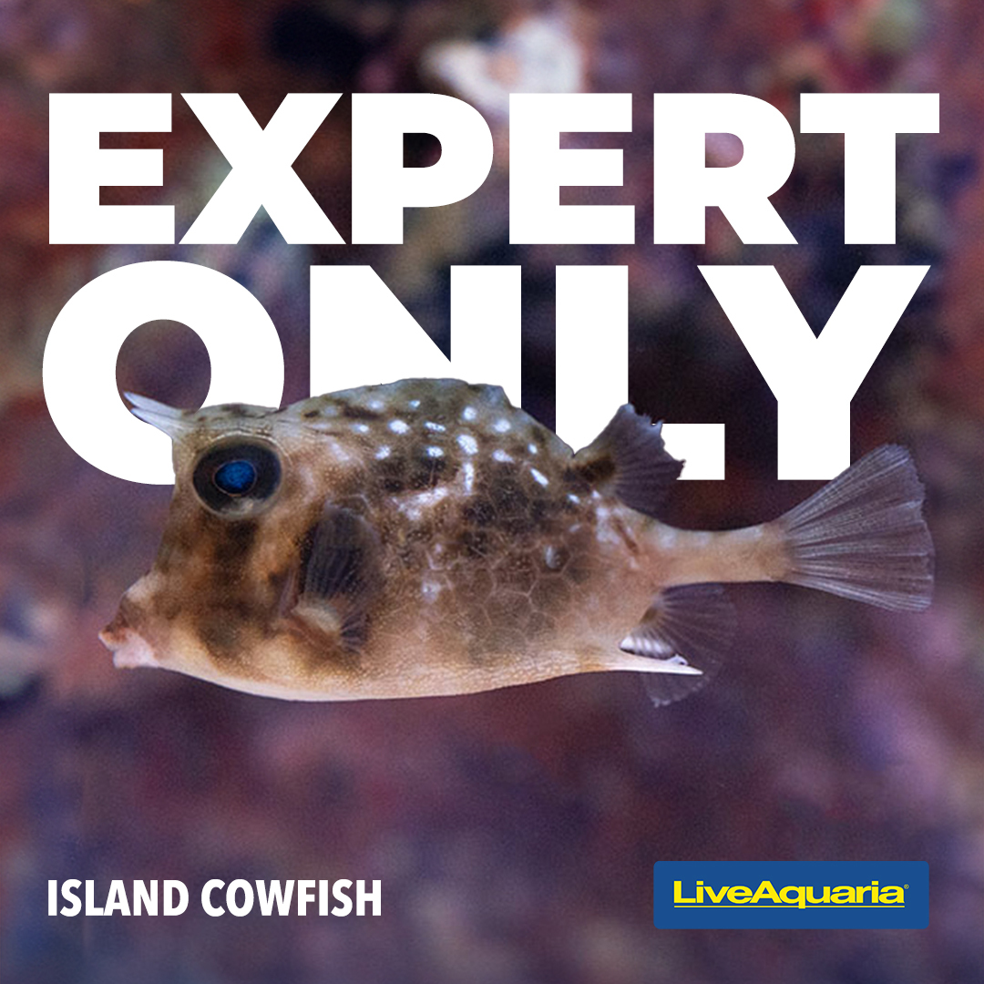 02.27_Expert_only_-_5th_Fish.jpg