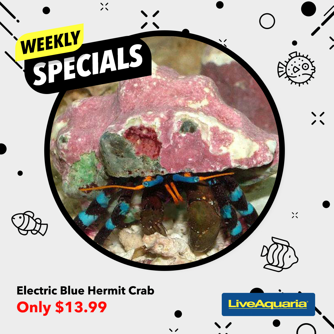 041224_SOCIAL_Weekly Specials ITEMS SLIDE Deal 1 & 2 1080x10801.jpg