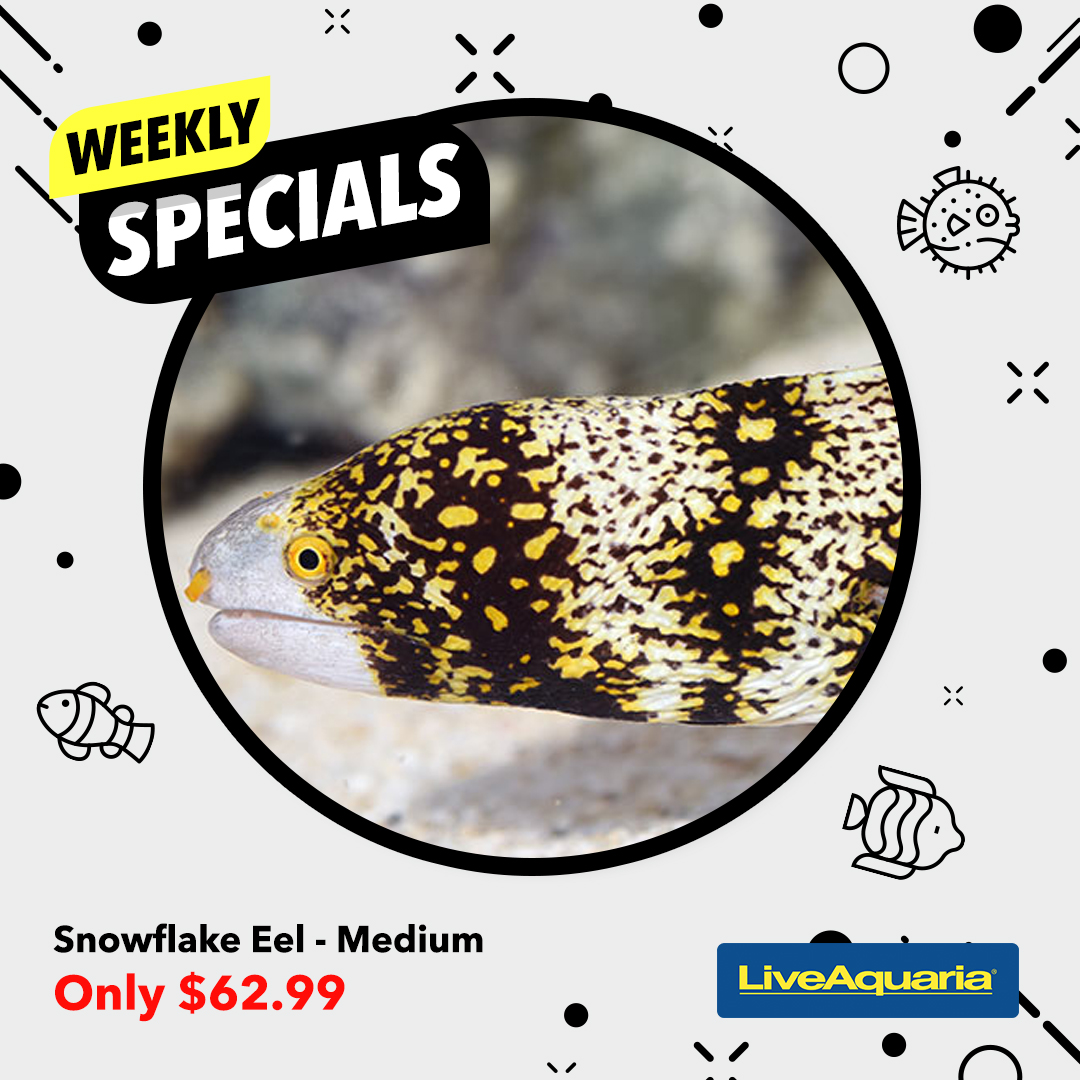 041324_SOCIAL_Weekly Specials ITEMS SLIDE Deal 3 & 4 1080x10801.jpg