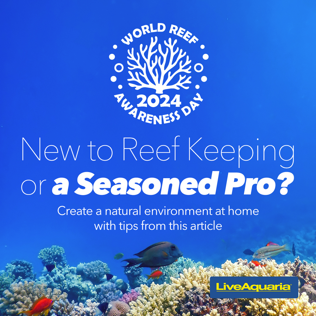 05.30---Reef-Keeping-Article.jpg