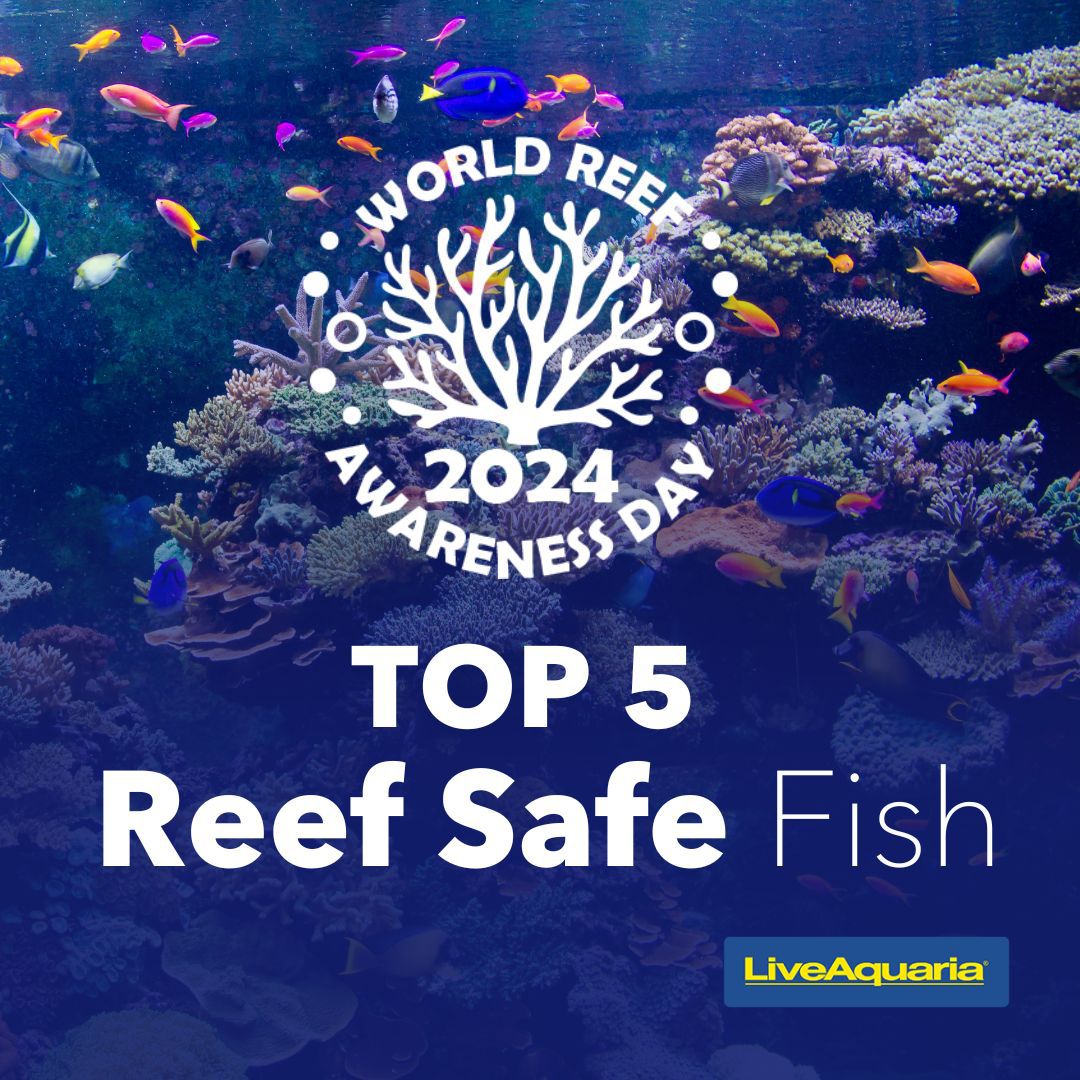 06.01_-_Top_05_Reef_Safe_Fish_Tips.jpg