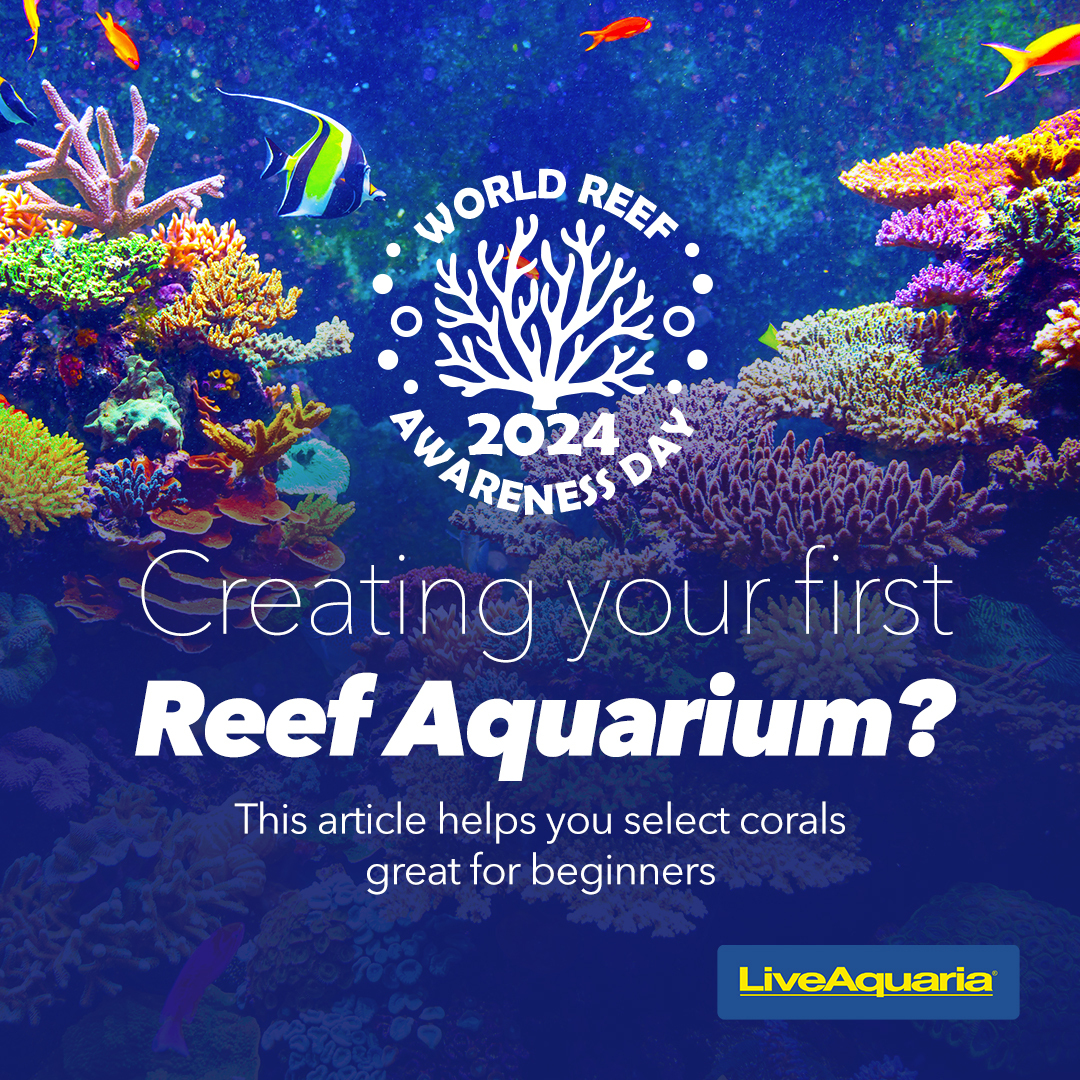 06.02_-_Article_Popular_Reef_Corals_for_Beginners.jpg