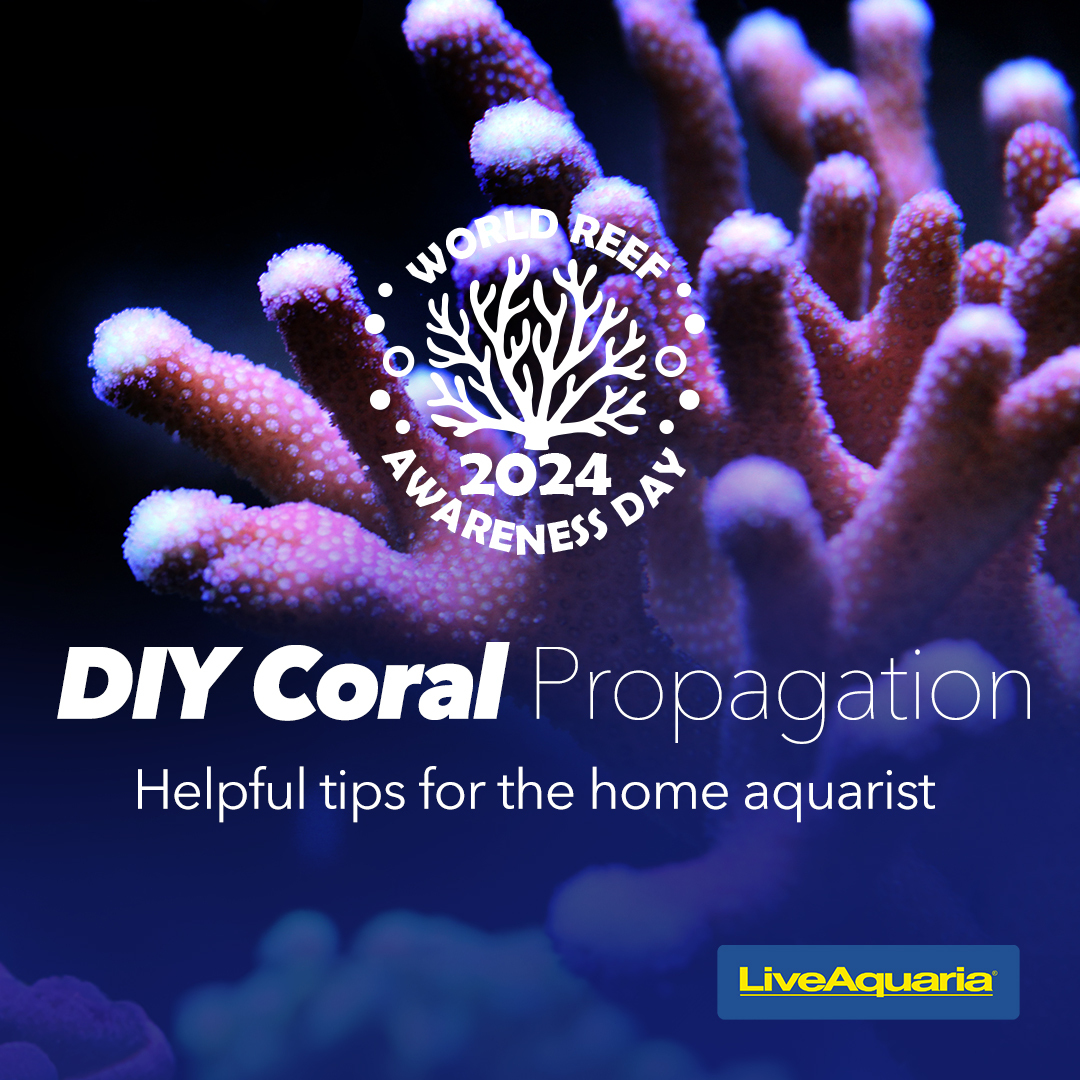 06.03_-_Article_How_to_Propagate_Coral_Frags_at_Home.jpg