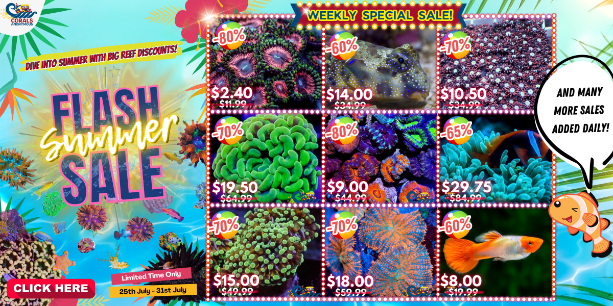 07.25.24 Summer Flash Sale Website Banner.png