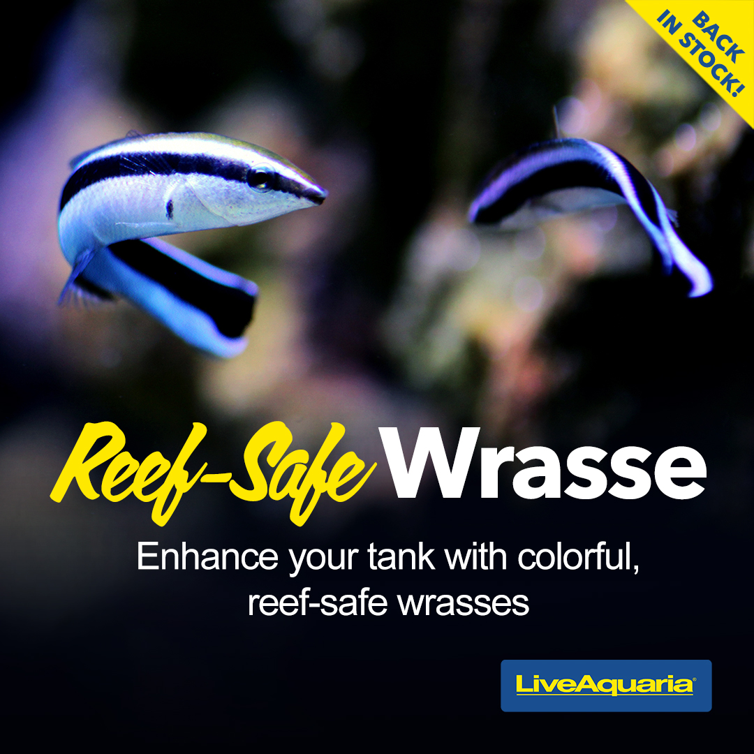 071424_SOCIAL_Reef-Safe-Wrasse1080X1080.jpg