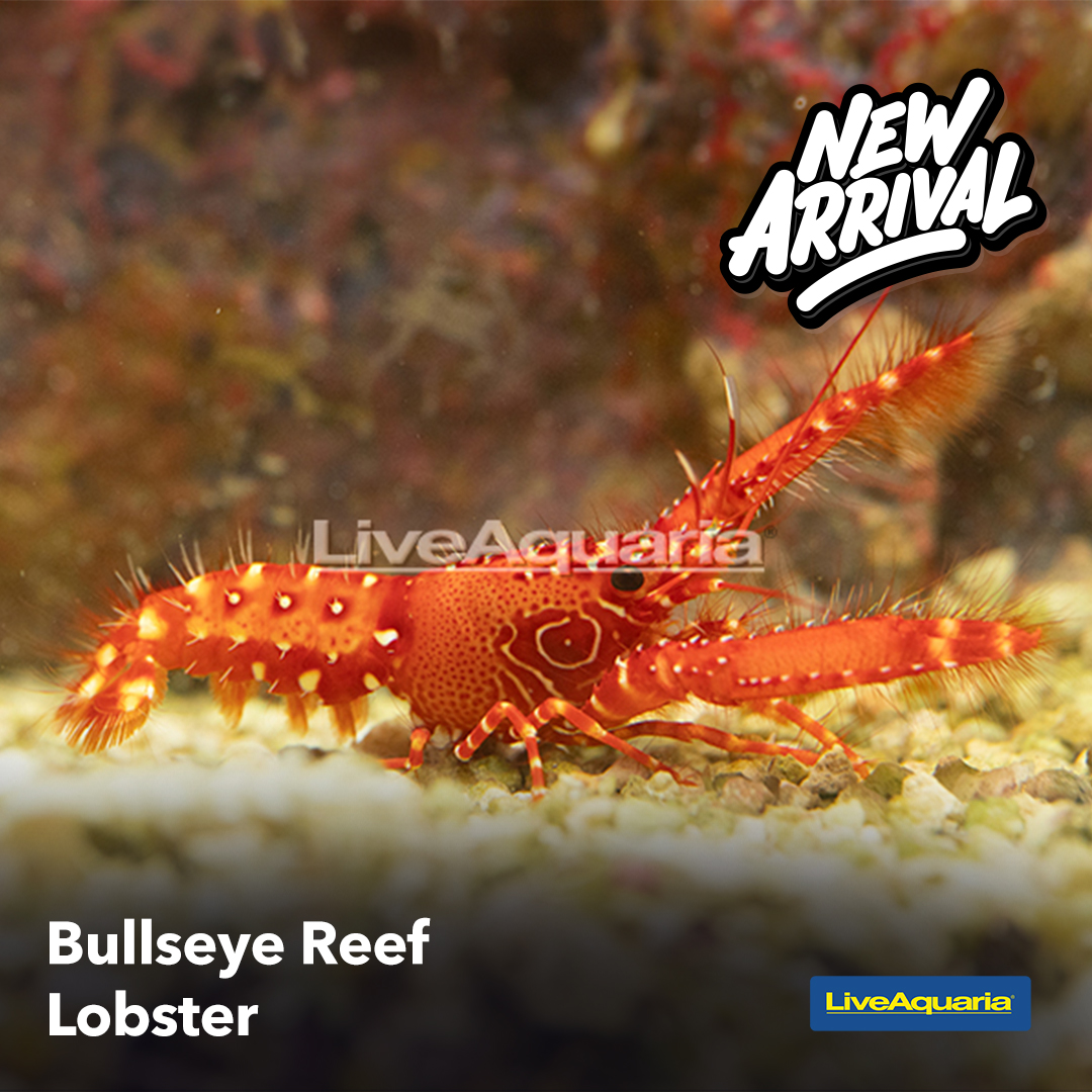 08.06 - New Arrival - Bullseye Reef Lobster.jpg