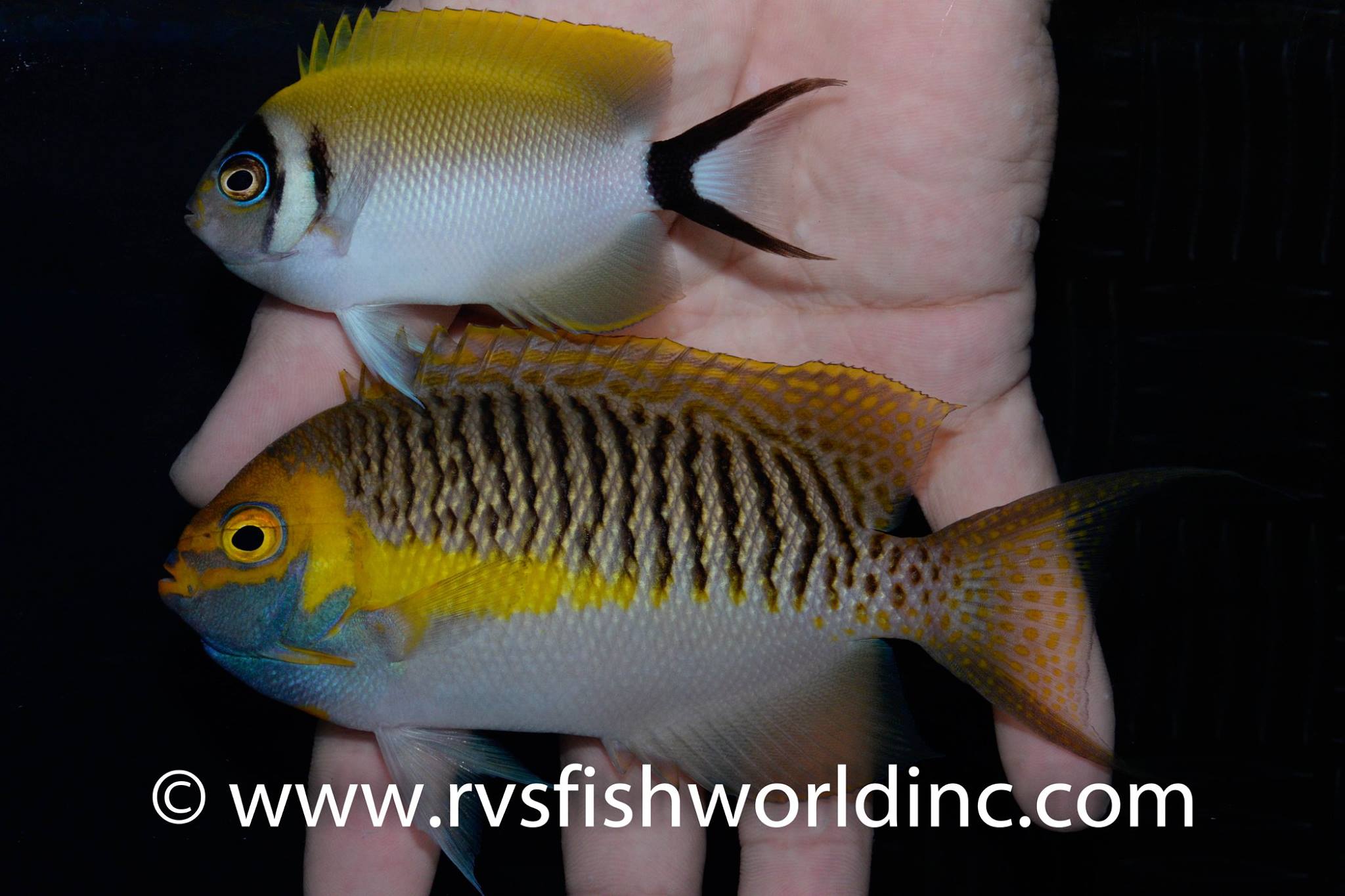 1-1-RVS-Genicanthus semifasciatus  Pair .jpg