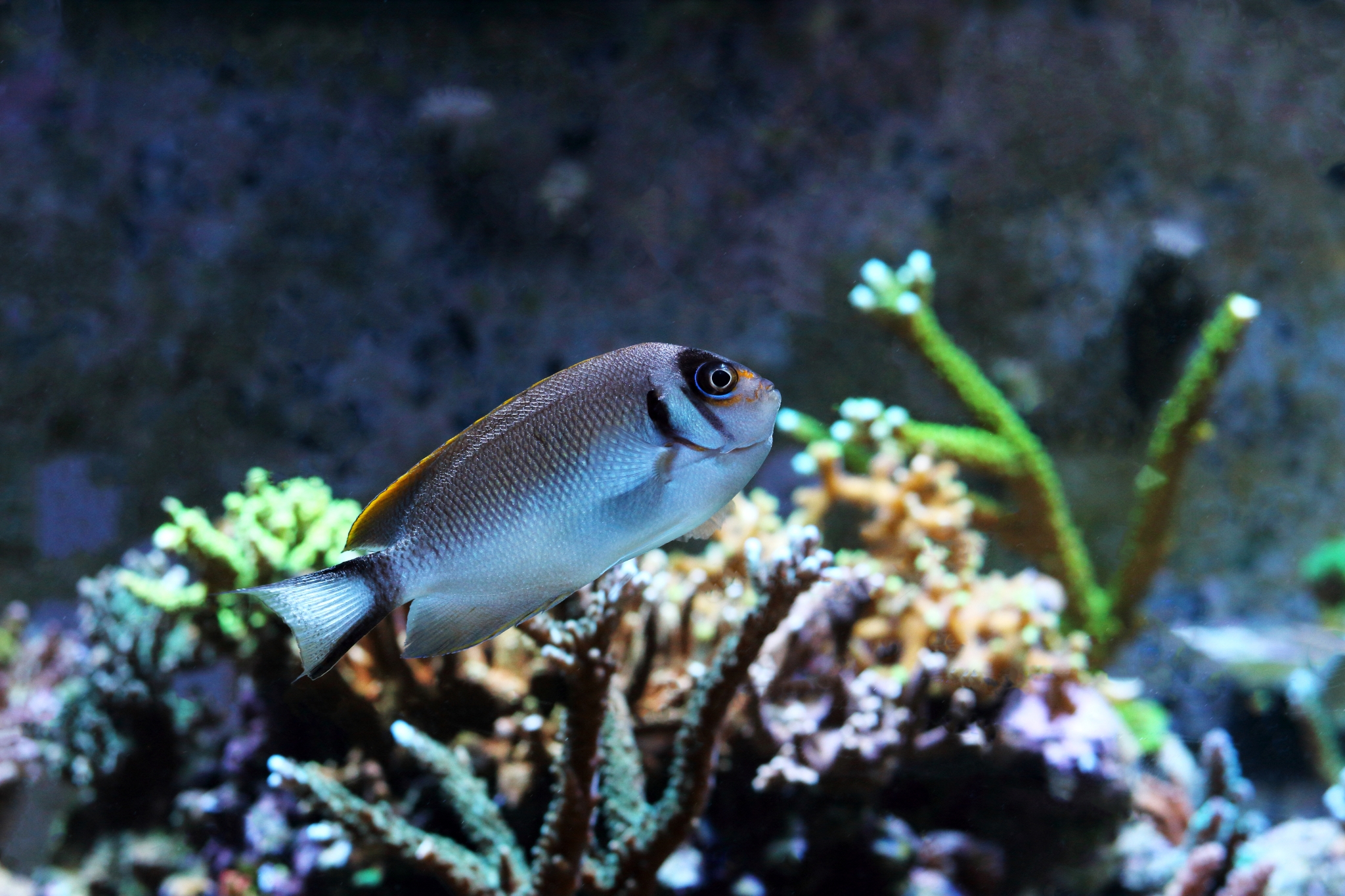 1-3-Fadi-Genicanthus semifasciatus Female.jpg