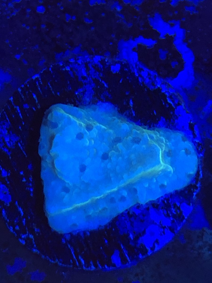 1. ASD Acid Spill Montipora.jpg