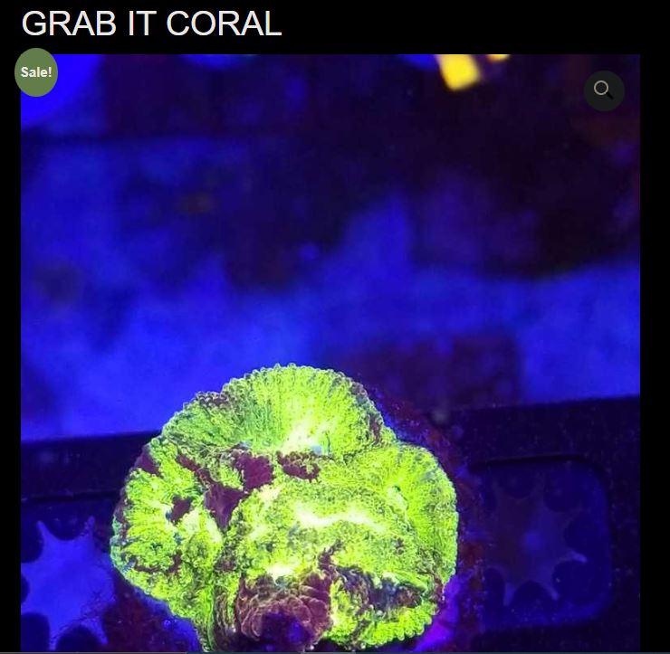 1 coral.JPG