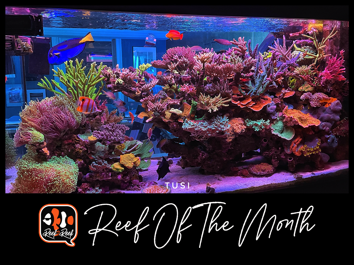 1 Reef of the month title.png