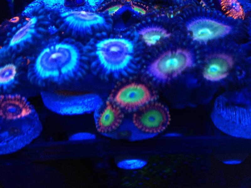 1 Zoanthid Frags 1.jpg