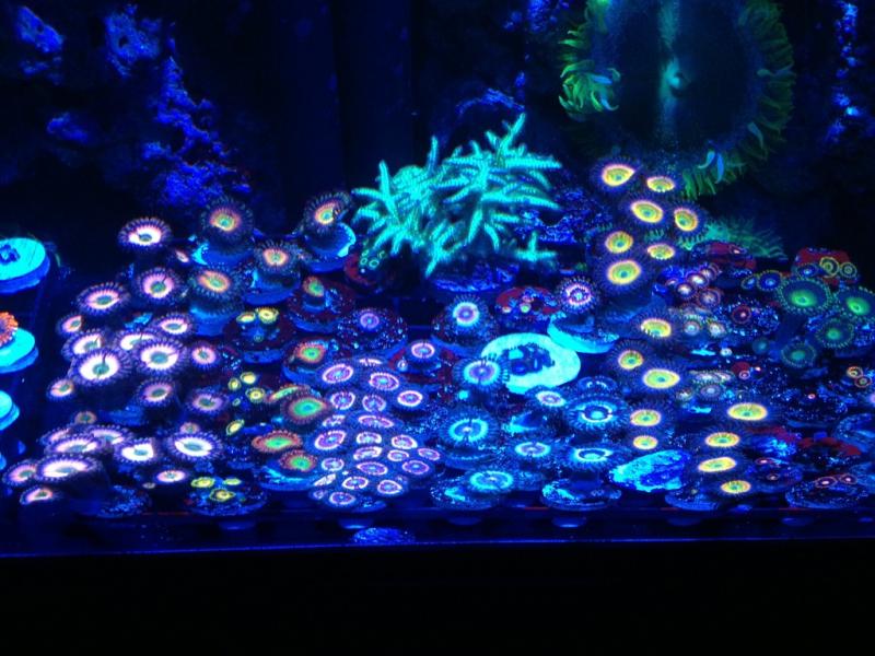 1 Zoanthid Frags 2.jpg