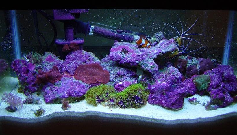 10 Gallon.JPG