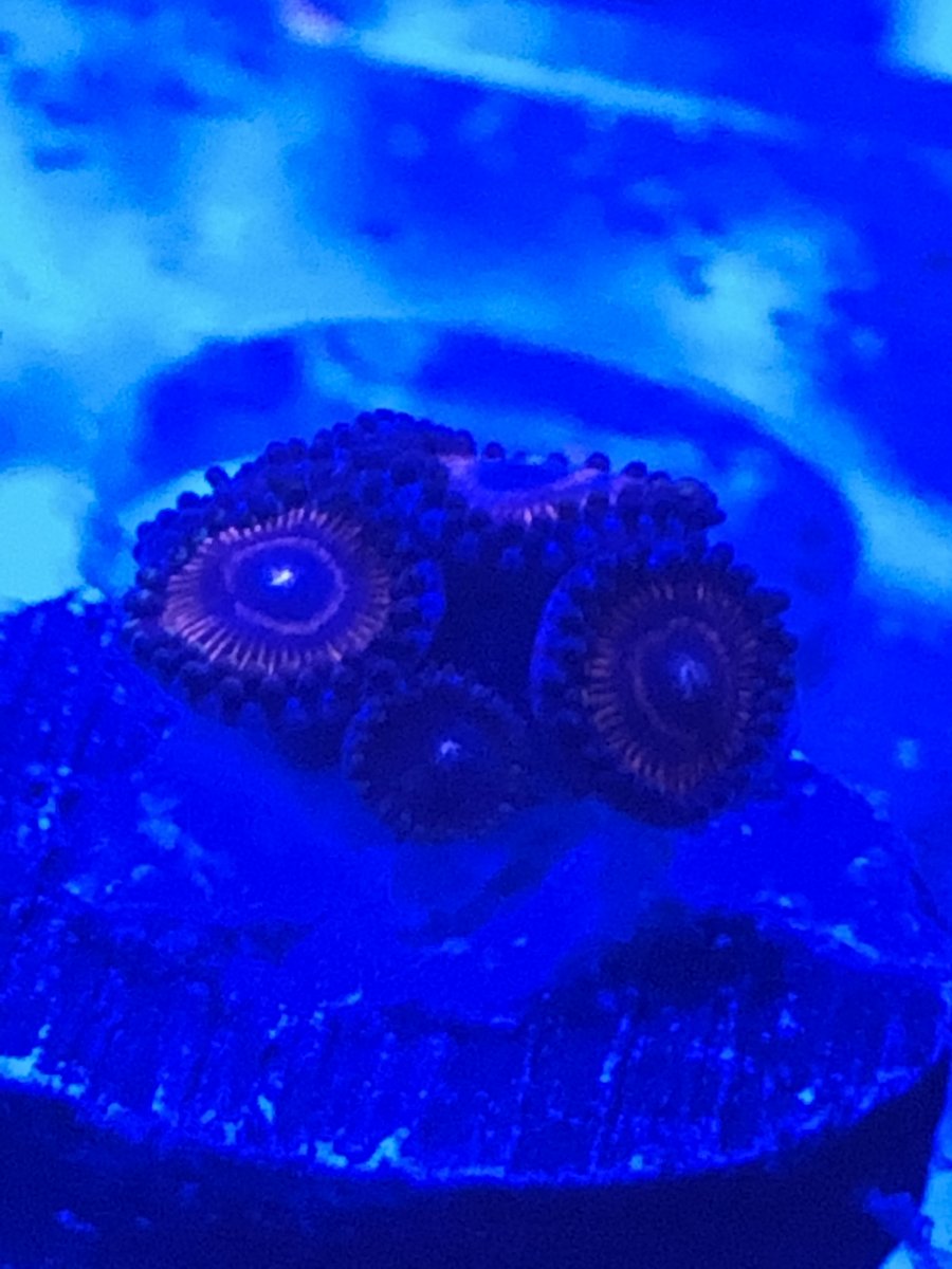 10. Safe Cracker Zoas.jpg