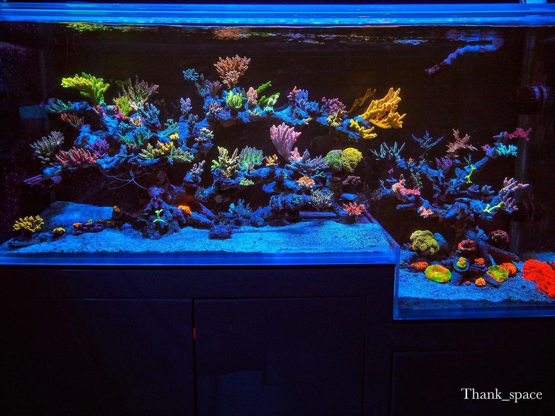 10-Top-minimalist-aquascape-reef-tank-atlantik-icon-LED-.jpeg