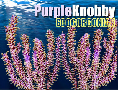 1118PurpleKnobby_400x.jpg