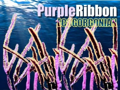 1118PurpleRibbon_400x.jpg