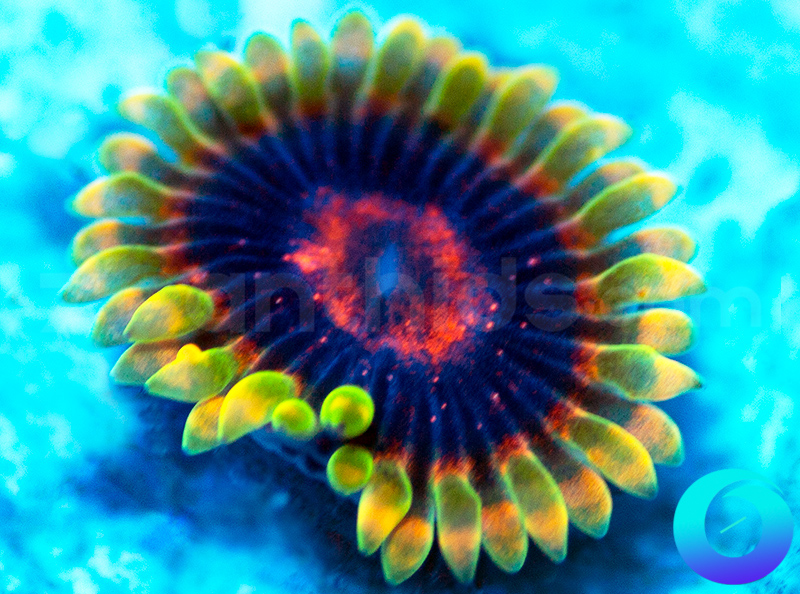 116-CC-Mind-Trick-zoa-G1B4.jpg