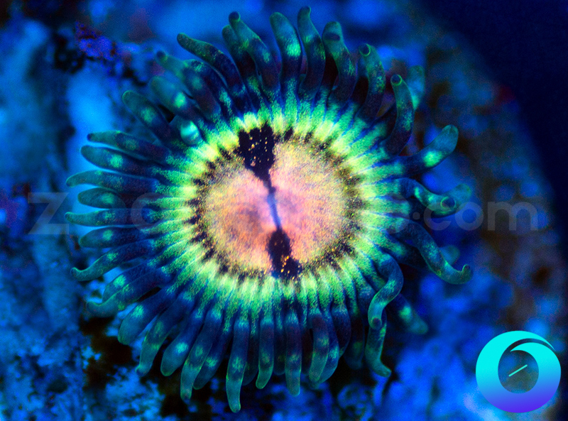 117-TCR-Iridium-zoa-BB7.jpg