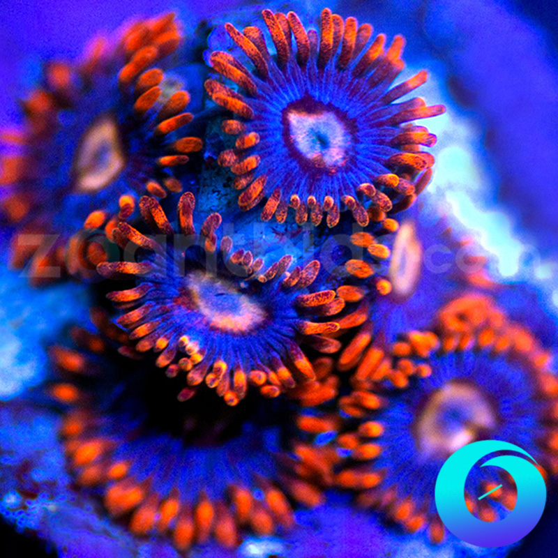 118-Snitches-zoa-B133.jpg