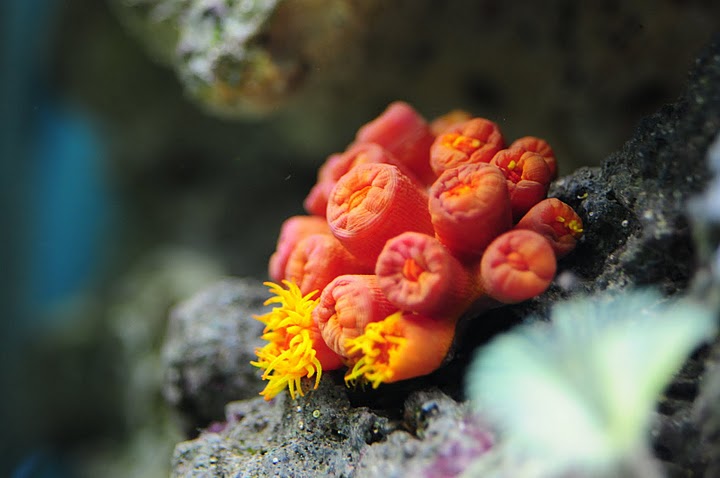 11f-sun-coral-opening.jpg