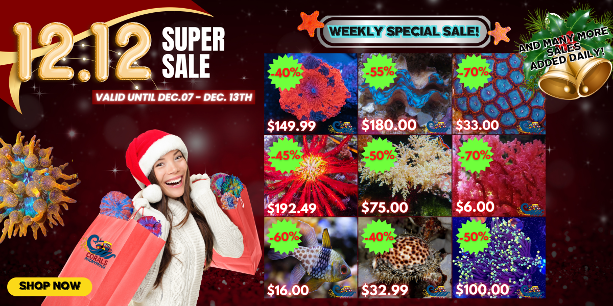 12.07.2023 12.12 Super Sale Website Banner.png