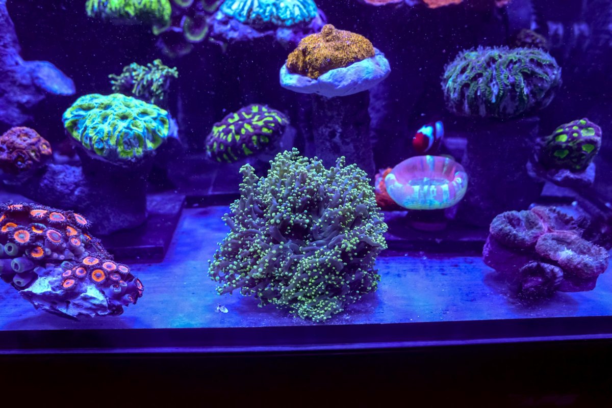 12-4-21_rescape2.jpg