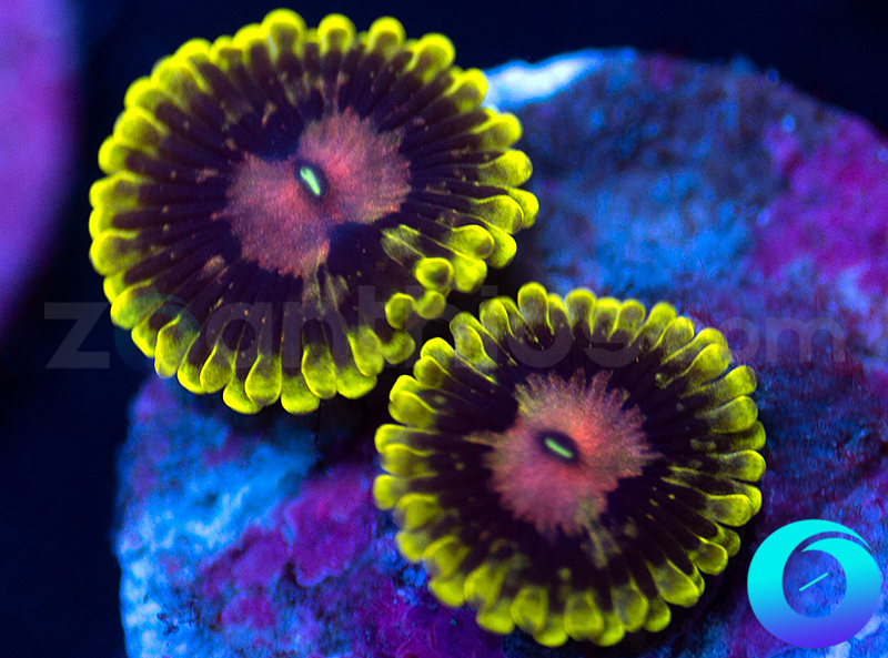 12-Snozberry-zoa-B15.jpg