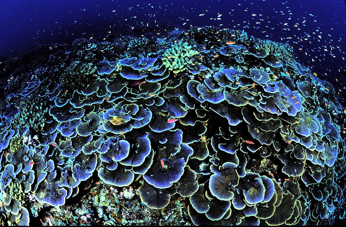 1200px-Montipora_aequituberculata.jpg