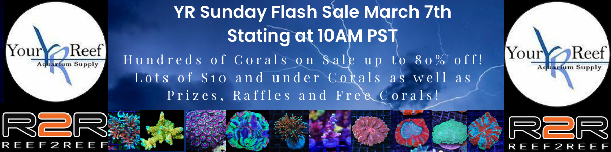 1200x300 March 7th Sunday Flash Sale.jpg