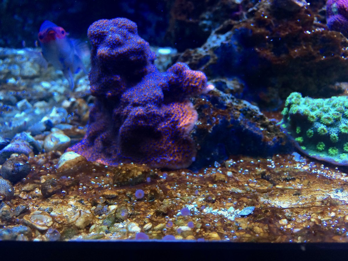 120REEF-09262017 - 1.jpg