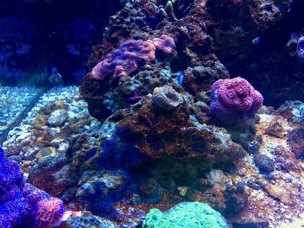 120REEF-09262017 - 2.jpg