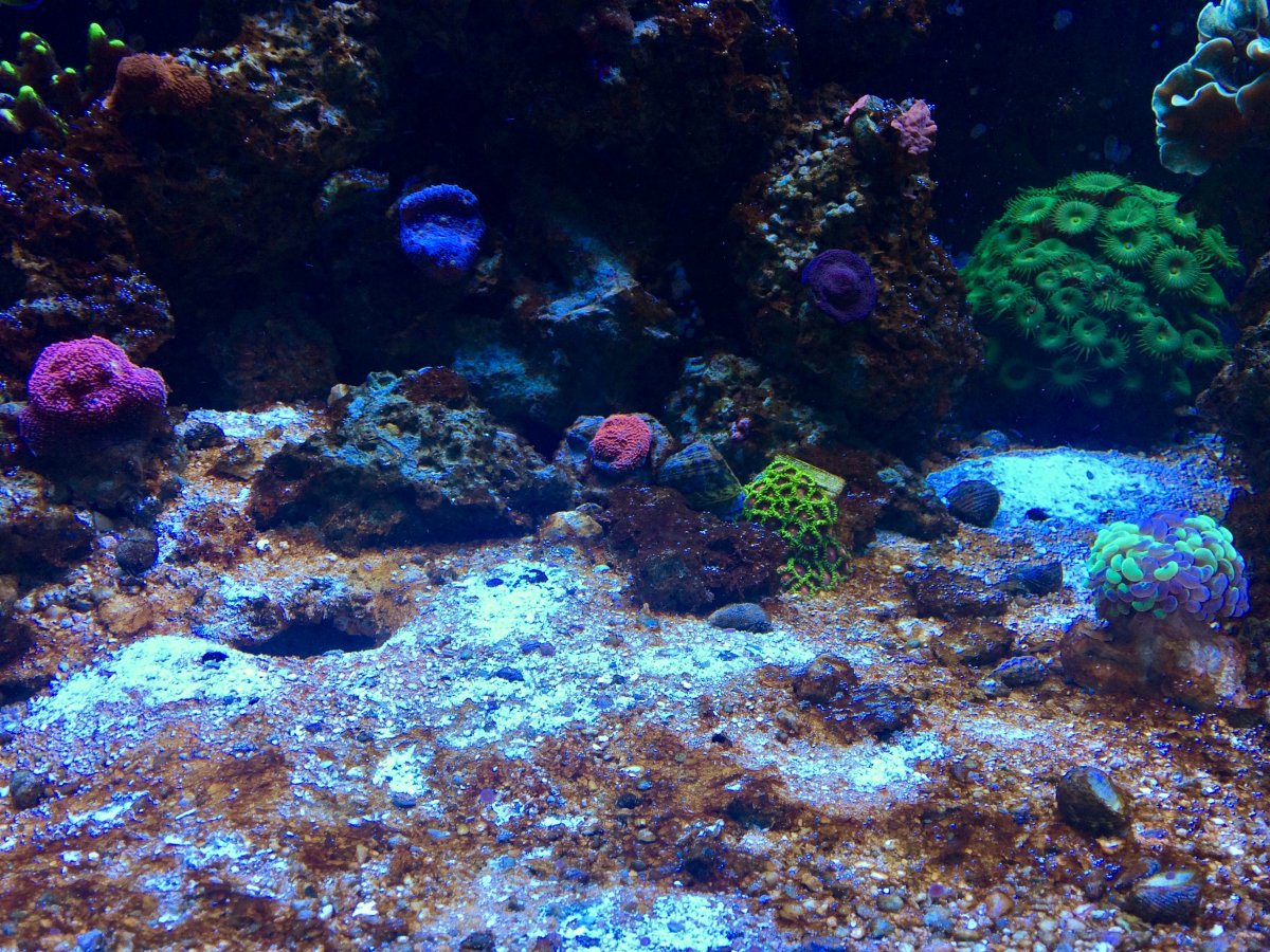 120REEF-09262017 - 3.jpg