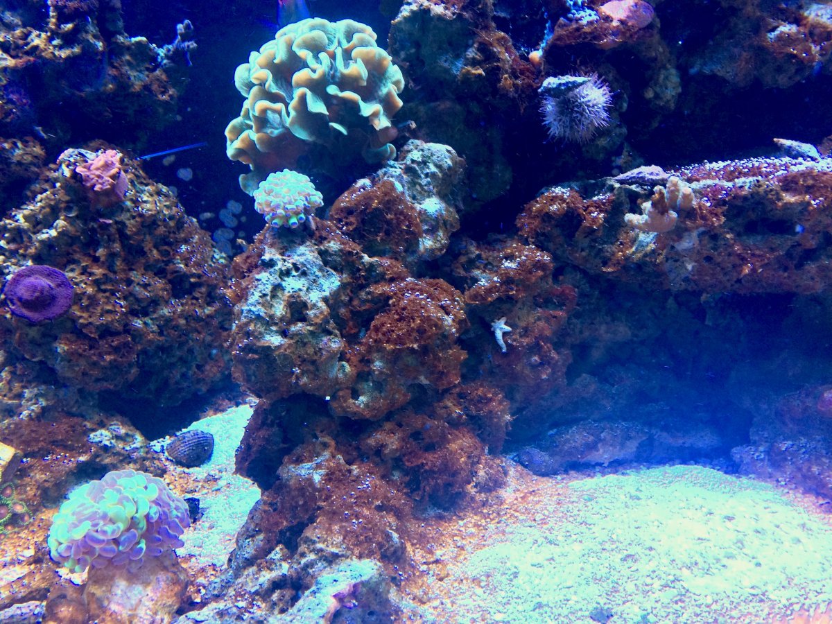 120REEF-09262017 - 4.jpg