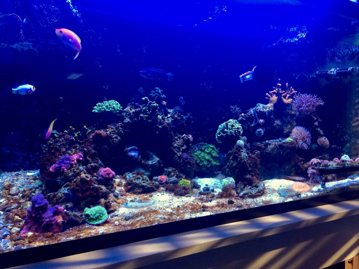 120REEF-09262017 - 9.jpg