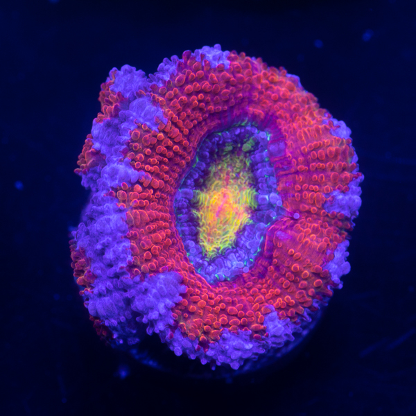 121-LRO Rainbow Acan3.jpg