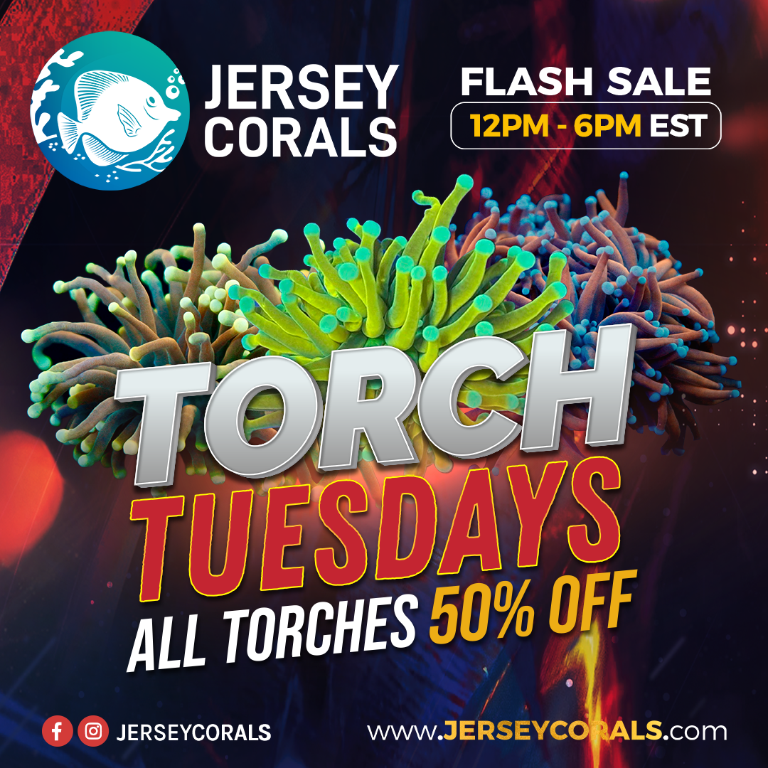 12pm start TORCH TUESDAYS Social Media Post Square 1080 x 1080.png