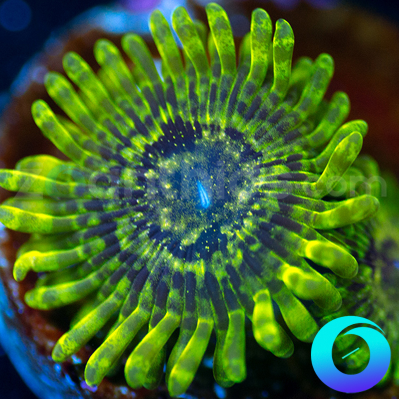 130-zoa-unsure.jpg