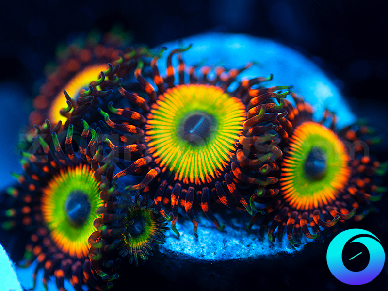 134-Cornbred-Bowsers--zoa-G1B21.jpg