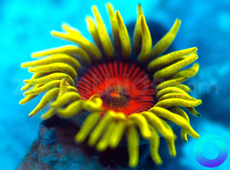 134-Electric-Shocktopus-zoa.jpg