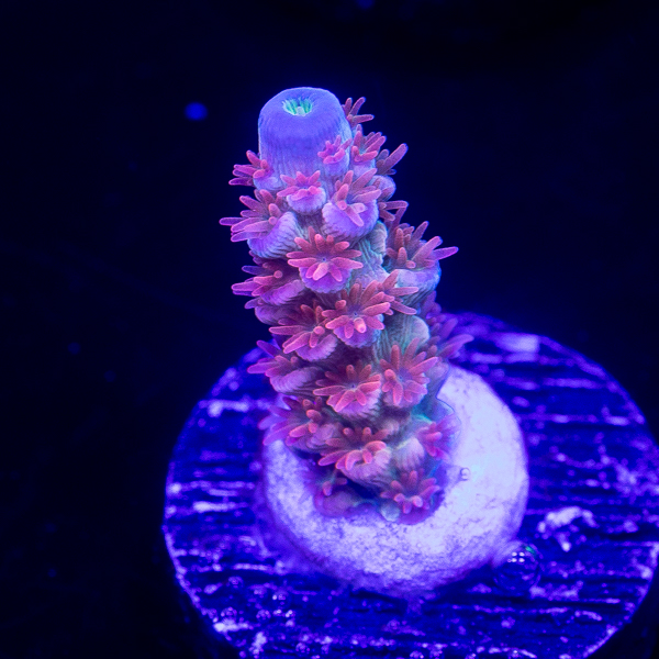 137-LRO Sugar Rush Acropora.jpg