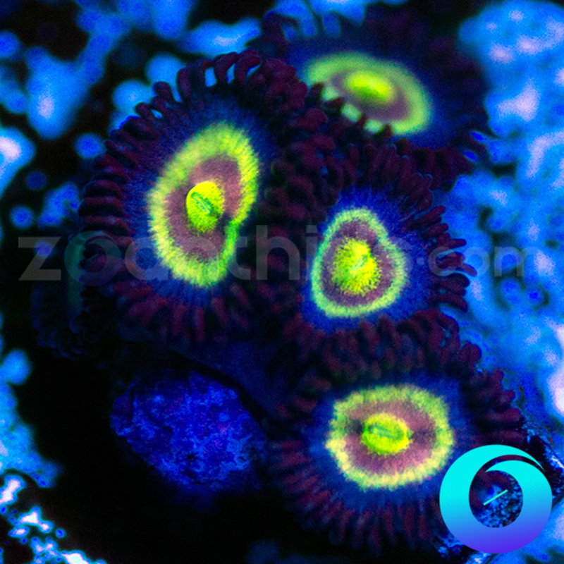 139-Shape-Shifters-zoa-B70.jpg