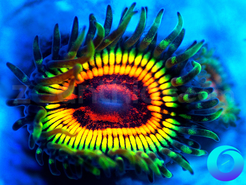 144-GB-Rainbow-Eclipse-zoa-G1B31.jpg